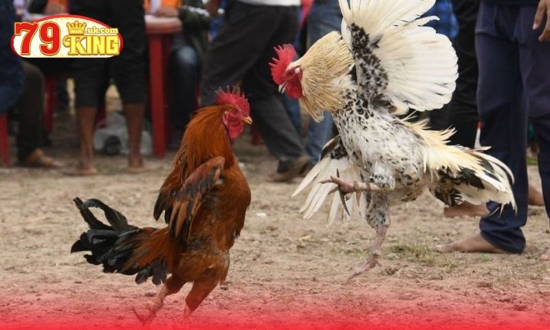 Các sảnh đá gà phổ biến tại nhà cái 79King Các sảnh đá gà phổ biến tại nhà cái 79King