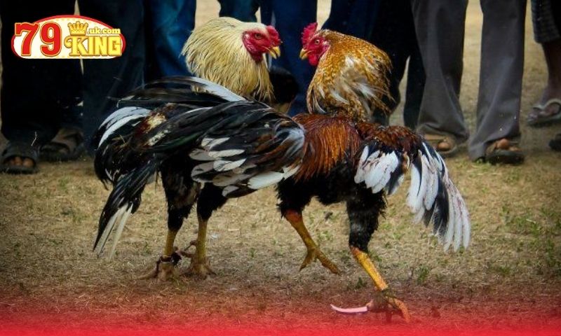 Cách tham gia đá gà trực tuyến tại nhà cái 79King Cách tham gia đá gà trực tuyến tại nhà cái 79King