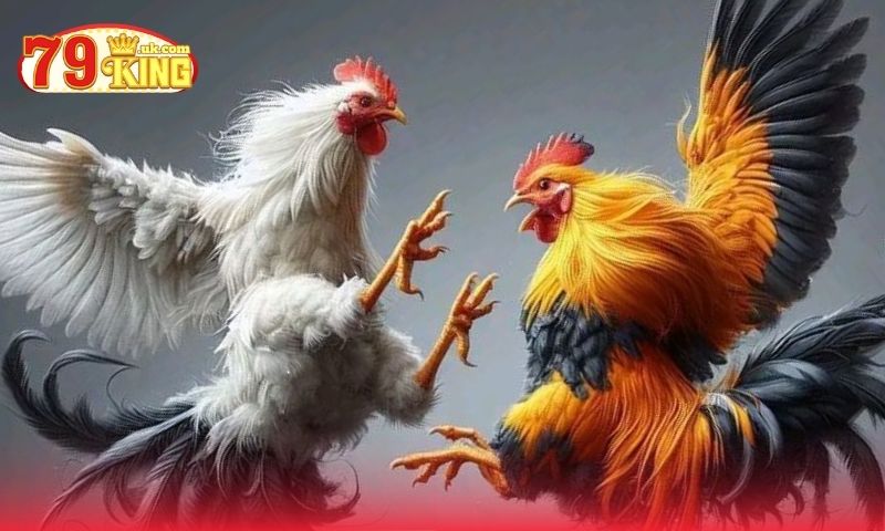 Điểm nổi trội khi chơi đá gà trực tuyến tại nhà cái 79King Điểm nổi trội khi chơi đá gà trực tuyến tại nhà cái 79King